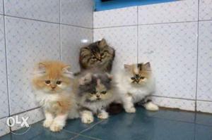 Healthy and beautiful Persian kitten for sale in