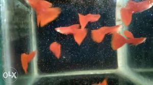 Hi grade imported Guppy fishes, limited stock