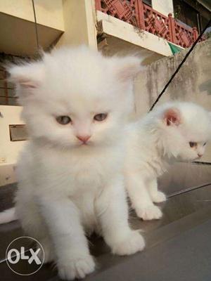 High Breed Doll Face Persian Kitten Available For Sale