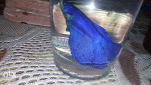 High breed fighter fish 100% good quality 250Rs/