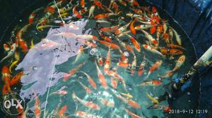 High quality Japanese koi fish for sales 