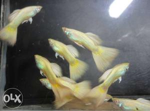 Hii Friends Fish paradise have brought Fancy