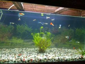 Hybrid Guppies for Sale