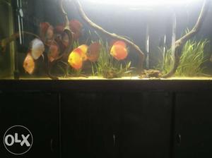 IP discus lot each 5k for immediate sale