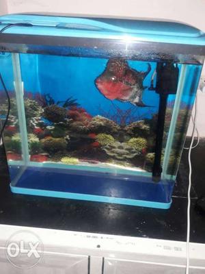 Iam selling my 8month flower horn fish with
