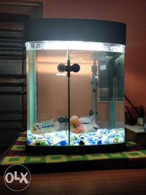 Imported Fish Tank with 2 flowron male fishes, heater and
