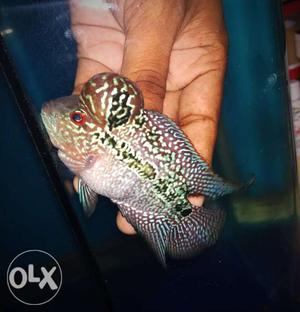 Imported Red base magma Flowerhorn fish available