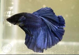 Imported betta fishes available for sale