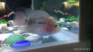 Imported show quality Flowerhorn