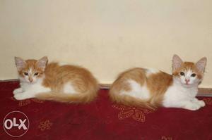 Indo Persian cats both at 2k (female)