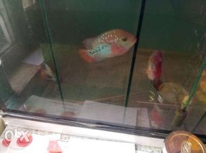 Kamfa flowerhorn fish for sale