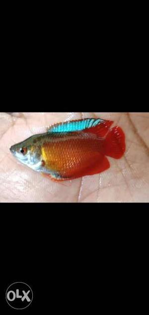 Lily guarami fish for sale.. per pair 150 Rs