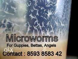 Live microworms for guppies bettas and angelfish