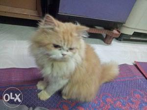 Long-haired Orange Persian Cat
