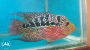 Male Kamfa imported from Malaysia, pick from