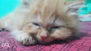 Male Persian kitten 60 days old genuine breed
