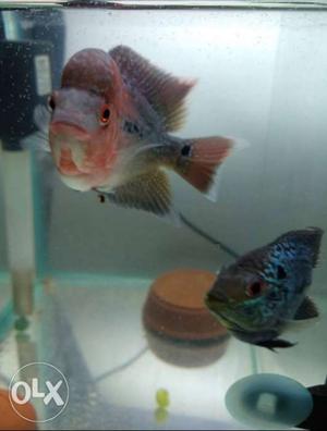 Male and female set pair 6 month old