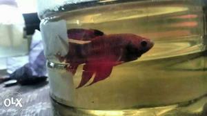 Male full red half moon for sale interested