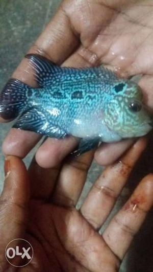 Male srd flowerhorn fish for sale