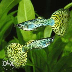 Mosaic Guppys For Sale..Rs:40 (pair) Contact me