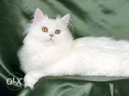 Off white color pure persian kitten avalible CoD avaLIBLe