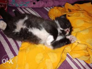 One month age double color persian cat. active