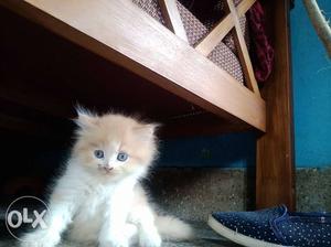 One month old two persion kittens male for sale