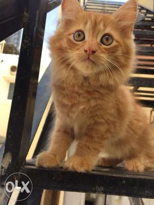 Orange cat kitten semi - Persian