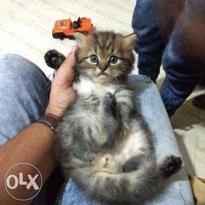 Original persian male Cat. 4 months old, full