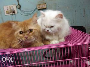 Pair of Persian brown male white female for sale