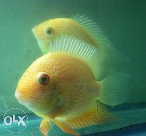Pair of Shivram or cichlid, size appox 2"by3