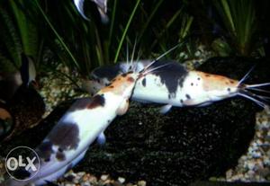 Pair of cat fish size 6 inch
