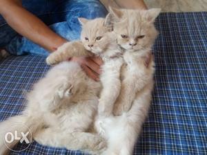 Pairs of persian cats