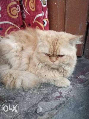 Parsiyan cat Male sell on yar old urgent sell