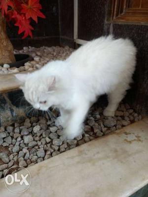 Pershian Cat four month old..call .8