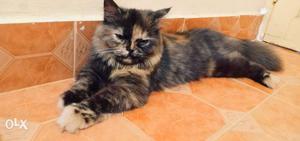 Persian 5 months female kitten, healthy, active,