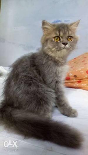 Persian Cat gray male 3 months old