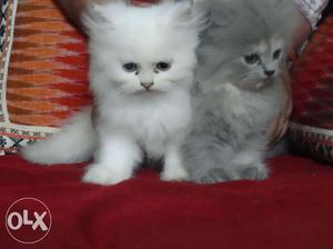 Persian Cats