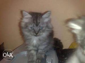 Persian Grey Kitten