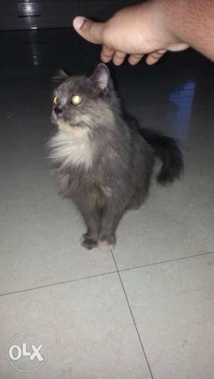 Persian cat female of 9 month triple coating very