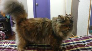 Persian cat for sale. 8 months old. reason for