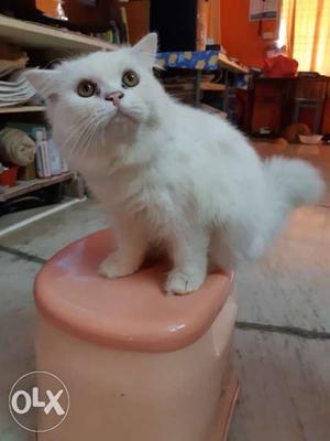 Persian cat male for sale, 7 months old