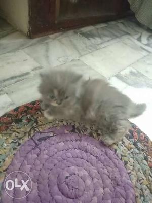 Persian cat sell 1 month old