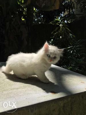 Persian cat white kitten male for sale