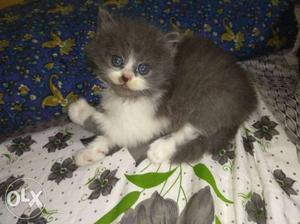 Persian gray And White Kittens female available for sale