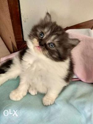 Persian kitten female is available for sale