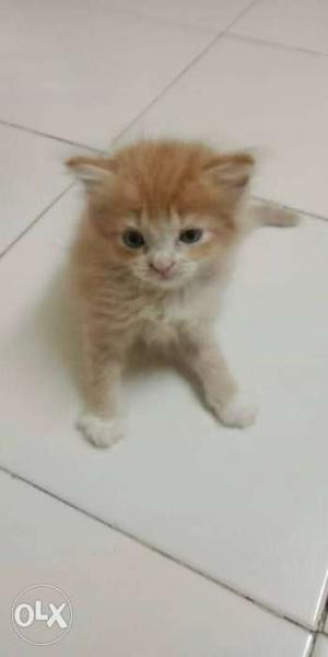 Persian kitten for sale 2.5 months old price