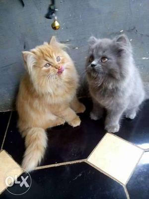 Persian kitten for sale cash on delivery all you