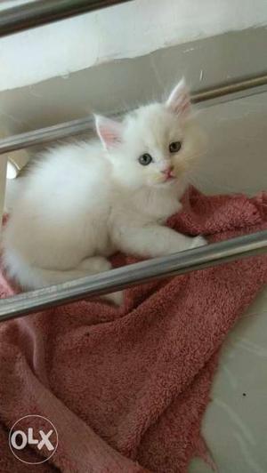Persian kitten male is available for sale