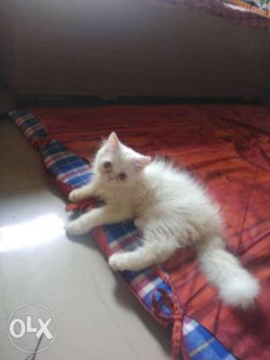 Persian pure white.. Male, 3 months, pure breed